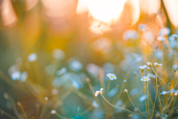 Dream fantasy soft focus sunset field landscape of white flowers and grass meadow warm golden hour sunset sunrise time bokeh. Tranquil spring summer nature closeup. Abstract blurred forest background - obrazy, fototapety, plakaty