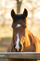 Fototapeta premium Horse in paddock paradise in beautiful soft morning light in winter time with winter coat