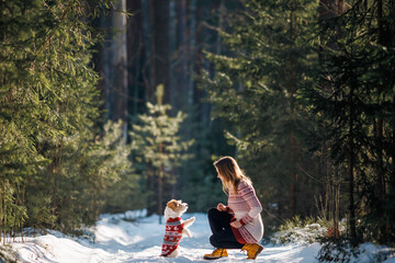 A girl in a sweater and a dog of the Jack Russell Terrier breed are playing in a winter spruce forest on the snow. Christmas concept