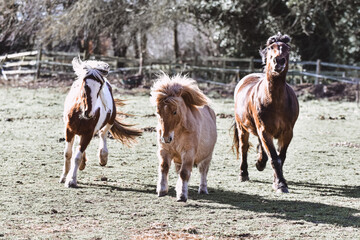 Horses playing while turned out in a field  - obrazy, fototapety, plakaty