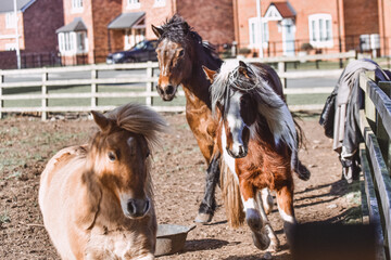 Ponies, horses, displaying natural grooming behaviour