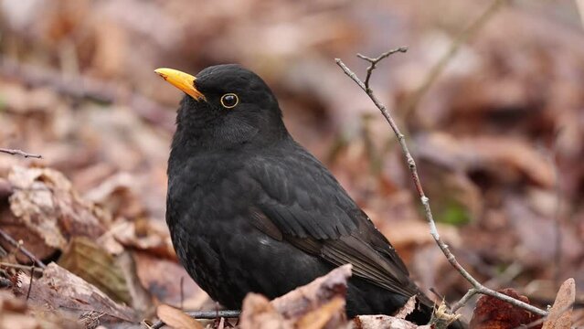male eurasian blackbird in its natural habitat sitting on the ground and sings between the leafs of  the winter forest
