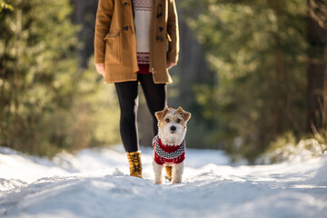 A girl in a coat and a Jack Russell Terrier breed dog in a New Year's knitted sweater in a winter...