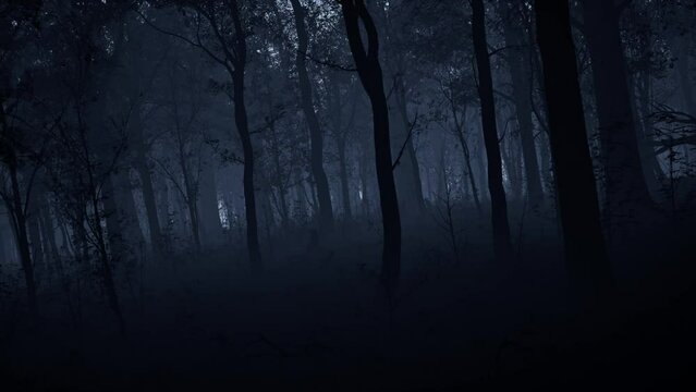 The dark forest at night, covered with a mystical fog