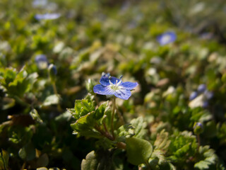 Flowers in grass. Flowers in spring.