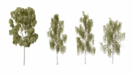 Set of 3D birch-trees and bushes isolated on white background , Use for visualization in graphic design