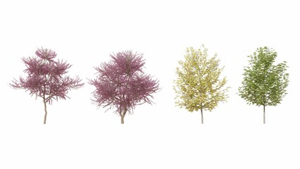 Set of 3D  flowering trees Isolated on white background, Use for visualization in graphic design