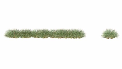 3d grass isolated on white background