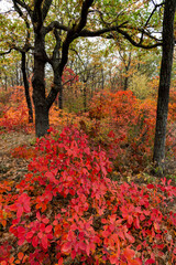 The natural landscape of the south of Ukraine, the slopes of the Dniester estuary, overgrown with European smoketree (Cotinus coggygria) and steppe herbs