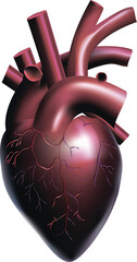 3d realistic illustration of an isolated human heart. Anatomically correct heart with venous system