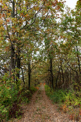 Fototapeta na wymiar Overgrown dirt road in the coastal forest in autumn on the banks of the Dniester Estuary