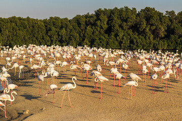 Shot of the flamingos in the pond. Wildlife