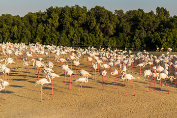 Fototapeta premium Shot of the flamingos in the pond. Wildlife