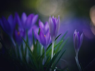 Wild Purple Crocus in Spring 