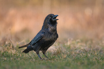 Czarny kruk na łące o poranku © M