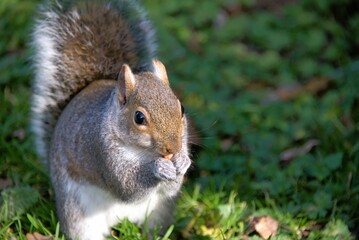 Snacking squirrel eating nut