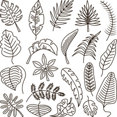 Doodle tropical outline leaves, leaf exotic line contour isolated set. Palm art foliage, jungle plants and monstera. Neoteric vector drawing nature