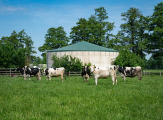 Kleine Rinderherde weidend vor einem Gärbehälter einer Biogasanlage.