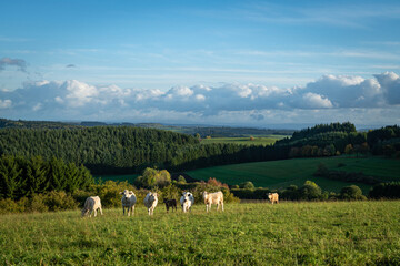 Fototapeta na wymiar Blick ins Land von einer hohen Stelle, im Vordergrund eine kleine Rinderherde, dann Wald und ein schöner blauer Himmel.