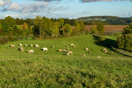 Sch&ouml;ne cremefarbene Rinder auf einer Wiese in gebirgieger Landschaft.