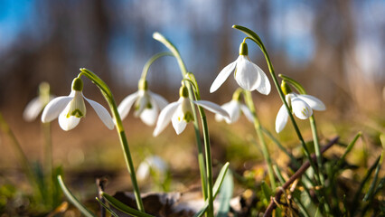 Close up of blooming snowdrop flowers in the forest. First spring flowers