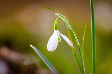 Fototapeta na wymiar Close up of blooming snowdrop flowers in the forest. First spring flowers