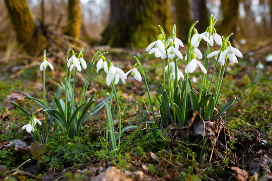Close up of blooming snowdrop flowers in the forest. First spring flowers - Powered by Adobe