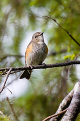 Orange-flanked Bush Robin