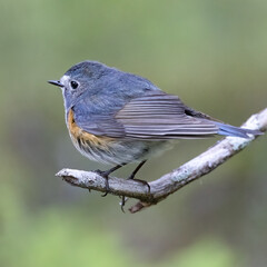 Orange-flanked Bush Robin
