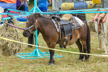 Adorable small pony with western style saddle giving children rides at a rodeo