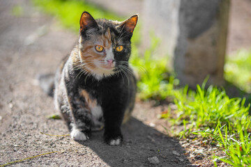 Serious, well-fed cat with unusual color is standing on path on street, looking reproachfully. Stray pet sunny day body shadow. Kitten lost sits on the ground the grass is waiting for the owner