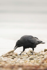 Black raven clean shore from waste