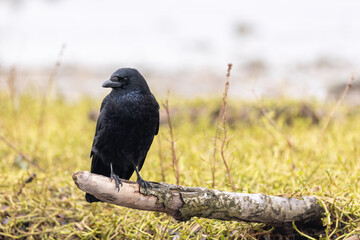 Black raven sit on a branch