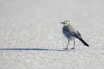 Wagtail rest on street