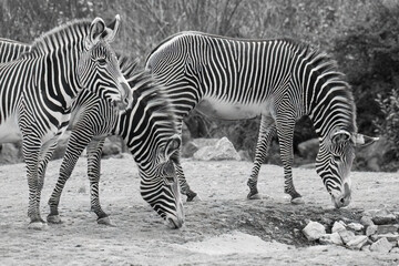 Fototapeta na wymiar Black and white photography of zebras