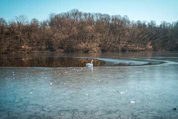 Swan floats in the middle of the frozen lake in winter.