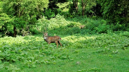 Lone wild horned Spotted or axis deer grazing in forest of the Bandipur mudumalai Ooty Road, India