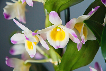 Orchidee