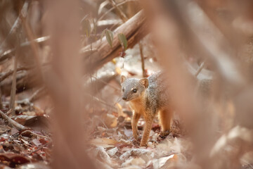 Carnivores of Madagascar: Mungotictis decemlineata, a wild animal, the Narrow-striped Mongoose or Vontsira among the dry leaves of a dense deciduous Kirindy Forest, Madagascar. 