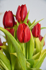 Tulpen