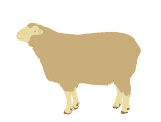 Sheep vector illustration isolated on white background. Lamb meat. Butcher shop template for craft food packaging or restaurant design. Domestic farm animal symbol.