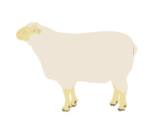Sheep vector illustration isolated on white background. Lamb meat. Butcher shop template for craft food packaging or restaurant design. Domestic farm animal symbol.