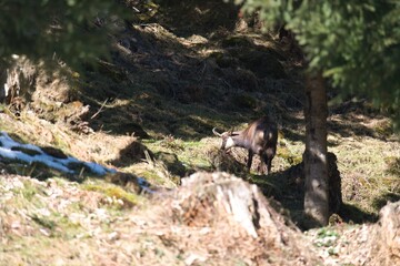 a adult chamois buck, rupicapra rupicapra, on the mountains at a  spring day