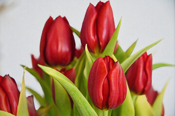 Tulpen