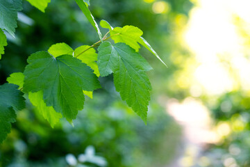 Fototapeta premium Tree branch with green leaves in forest in sunny weather on blurred background, summer background