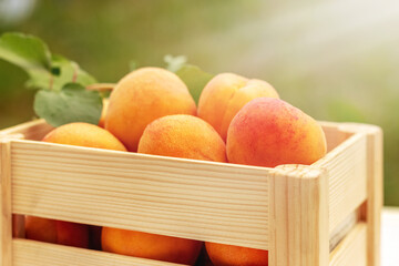 Ripe delicious apricots in a wooden box and a branch with green leaves outdoors