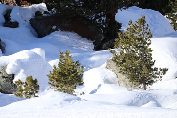 Pine trees in the snow