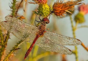 Wet dragonfly covered with dew drops on the branches of a prickly thistle