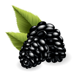 Fresh, sweet and tasty blackberry. Sweet fruit. Forest berry. 3d icon. Realistic illustration of eco food isolated on white