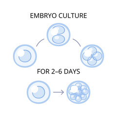 Embryo Culture Flat Composition